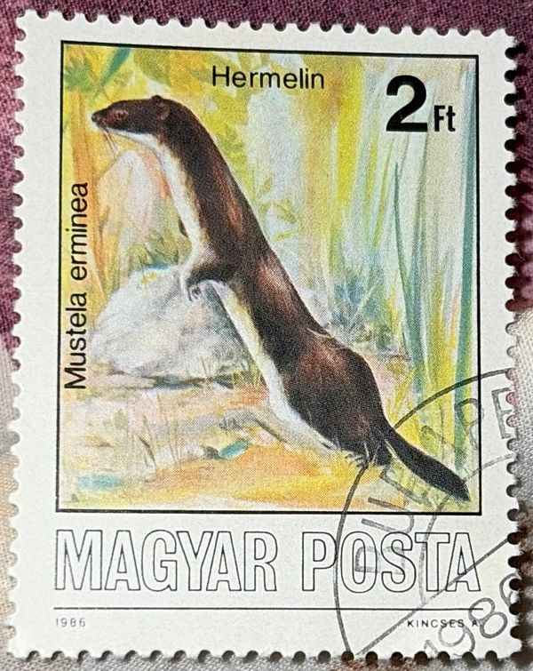 Stoat (Mustela erminea)