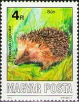 Northern White-breasted Hedgehog (Erinaceus concolor)