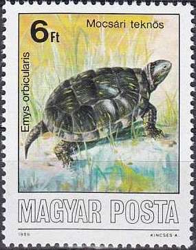 European Pond Turtle (Emys orbicularis)