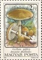 Death Cap (Amanita phalloides)