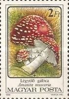 Fly Agaric (Amanita muscaria)
