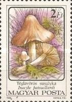 Red-staining Inocybe (Inocybe patouillardi)