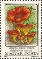 Jack O'Lantern Mushroom (Omphalotus olearius)