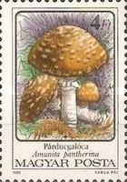 Panther Cap (Amanita pantherina)