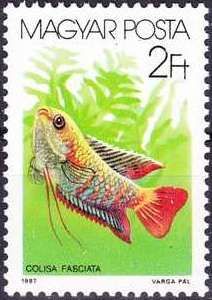 Banded Gourami (Colisa fasciata)