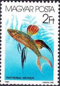 Threadfin Rainbowfish (Iriatherina werneri)