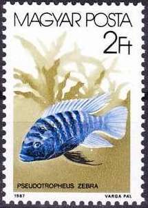 Zebra Mbuna (Pseudotropheus zebra)