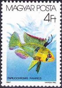 Ram Cichlid (Papiliochromis ramirezi)