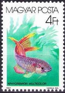 Two-striped Killifish (Aphyosemion multicolor)