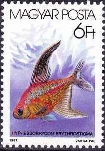 Bleeding Heart Tetra (Hyphessobrycon erythrostigma)