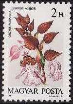 Orchis purpurea