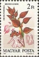 Orchis purpurea