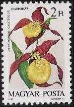 Cypripedium calceolus