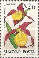 Cypripedium calceolus