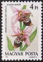 Ophrys scolopax cornuta
