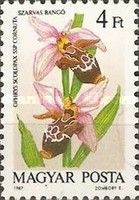 Ophrys scolopax cornuta