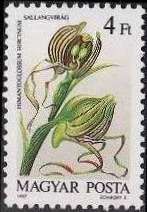 Himantoglossum hircinum