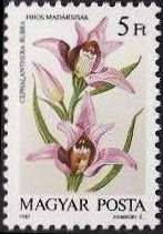 Cephalanthera rubra