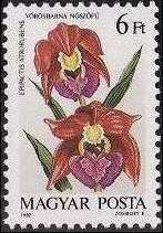 Epipactis atrorubens