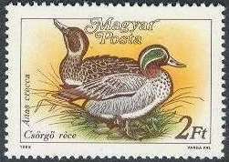 Eurasian Teal (Anas crecca)