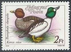Common Goldeneye (Bucephala clangula)