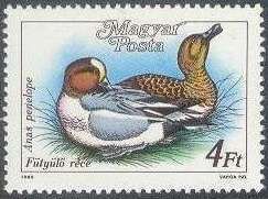 Eurasian Wigeon (Anas penelope)