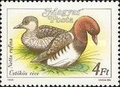 Red-crested Pochard (Netta rufina)