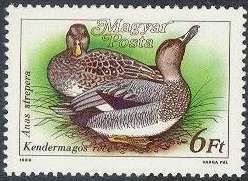 Gadwall (Anas strepera)
