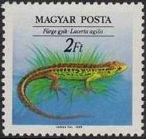 Sand Lizard (Lacerta agilis)
