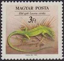 Green Lizard (Lacerta viridis)