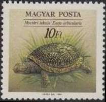 European Pond Turtle (Emys orbicularis)