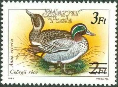 Eurasian Teal (Anas crecca) - Surcharged