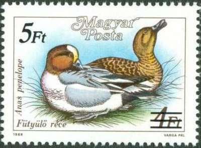 Eurasian Wigeon (Anas penelope) - Surcharged