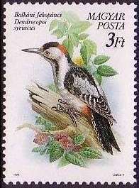Syrian Woodpecker (Dendrocopos syriacus)