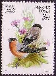 Eurasian Bullfinch (Pyrrhula pyrrhula)