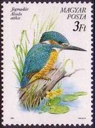 Common Kingfisher (Alcedo atthis)