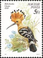 Eurasian Hoopoe (Upupa epops)