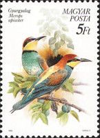 European Bee-eater (Merops apiaster)