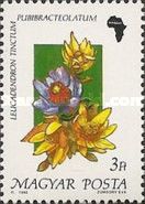 Leucadendron