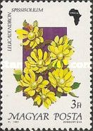 Leucadendron spissifolium
