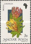 Protea compacta