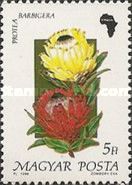 Protea barbigera