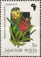 Protea lepidocarpodendron