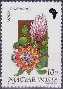 Protea cynaroides