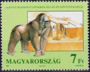 Western Gorilla (Gorilla gorilla)