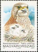 Saker Falcon (Falco cherrug)