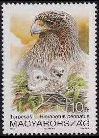 Booted Eagle (Hieraaetus pennatus)
