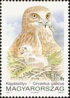 Short-toed Snake Eagle (Circaetus gallicus)