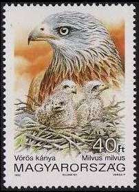 Red Kite (Milvus milvus)