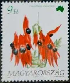 Clianthus formosus